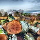 birchwood